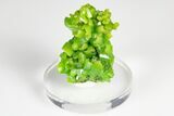 Apple-Green Pyromorphite Crystal Cluster - China #179720-2